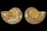 Cut & Polished Agatized Ammonite Fossil- Jurassic #131641-1